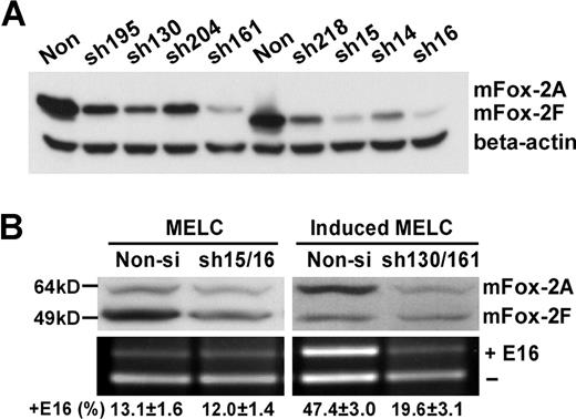 Figure 7. Isoform-specific mFox-2A reduction inhibits exon 16 splicing switch in differentiated MELCs. (A) Screening of mFox-2A or mFox-2F isoform-specific shRNAs. mFox-2 isoform-specific shRNAs were tested in cells stably transfected with mFox-2A (lanes 1-5) or mFox-2F (lanes 6-10). The reduction of mFox-2 isoforms was analyzed by Western blot using anti-Flag antibody. β-actin was used as a loading control. (B) The reduction of endogenous mFox-2 isoform expression by isoform-specific shRNAs and the effects on exon 16 splicing. Reduction of mFox-2F isoform expression did not affect exon 16 splicing pattern in uninduced MELCs. Reduction of mFox-2A isoform expression in induced MELCs inhibited the exon 16 splicing switch.