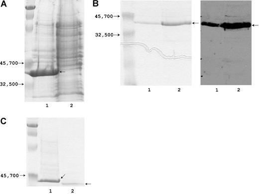 Figure 1. Expression and purification of the FVIII C1C2 domain. (A) Lanes 1 and 2 show the insoluble and soluble fractions of an E coli cell lysate (15% SDS-PAGE, Coomassie Blue staining; marker proteins on far left). (B) Refolded C1C2 run on a 15% acrylamide gel, with 5 μg protein in lane 1 and 10 μg in lane 2; the left panel shows Coomassie blue staining (marker proteins on far left), and the right panel shows a Western blot using ESH8. (C) Removal of the amino-terminal peptide: lanes 1 and 2 show C1C2 before and after thrombin cleavage (10% SDS-PAGE, Coomassie blue staining; marker proteins on far left). The image was cropped below the C1C2 band because the lower percentage of acrylamide resulted in the loading dye running much closer to the C1C2 band than in the 15% gels; additional Coomassie-stained gels and Western blots showed no evidence of proteolytic degradation or lower molecular weight contaminants (not shown). The thrombin-cleaved C1C2 (containing a 16–amino acid amino-terminal extension) was used for all binding and inhibition studies.