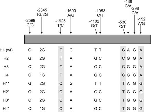 Figure 1. CPB2 5′-flanking region SNPs and haplotypes examined in this study. The H1 to H4 haplotypes are those described by Henry and coworkers.27 The haplotypes denoted H1* to H4* have the substitutions corresponding to a second block of SNPs (shaded) reported by Franco and coworkers.28 The linkage relationship of the relatively infrequent −298 G/A SNP to the other SNPs is not known. The H1 haplotype (wt) corresponds to the sequence of the 5′-flanking region originally reported by Boffa and coworkers.31