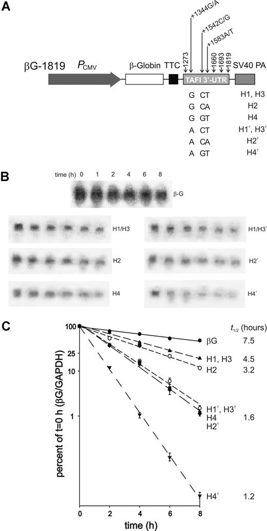 Figure 4. Effect of CPB2 SNPs on mRNA stability. (A) The parental construct consists of the CPB2 3′-UTR (nucleotides +1273 to +1819) inserted into pC7βG downstream of the rabbit β-globin cDNA.33 The construct also contains the cytomegalovirus promoter (PCMV), translation termination cassette (TTC), and simian virus 40 polyadenylation sequences (SV40 PA). Using site-directed mutagenesis, SNPs in the CPB2 3′-UTR, at positions +1344, +1542, and +1583, were introduced either alone or in the haplotypic combinations observed in the human population. The H1 to H4 haplotypes are those described by Henry and coworkers.27 The haplotypes denoted H1† to H4† contain the +1344 A substitution. Also shown are the locations of the 3 polyadenylation signal sequences present in the 3′-UTR at +1660, +1693, and +1819. (B) Representative Northern blots for each construct are shown, along with a representative blot for the parental pC7βG plasmid (βG). In each case, the lanes correspond to mRNA harvested at 0, 1, 2, 4, 6, and 8 hours after the addition of actinomycin D. The full collection of blots is available as Figure S1 (available on the Blood website; see the Supplemental Materials link at the top of the online article). (C) HepG2 cells stably transfected with the β-globin fusion mRNA reporter plasmids indicated to the right of the graph, or with a reporter plasmid lacking CPB2 3′-UTR sequences (βG), were treated with actinomycin D. RNA was harvested at various times after the addition of the drug and subjected to Northern blot analysis using a probe specific for rabbit β-globin. To control for differences in RNA loading and transfer, the blots were stripped and hybridized with a probe specific for human GAPDH. Corrected fusion transcript abundance was normalized to that observed before the addition of actinomycin D to obtain the decay curves shown. The data shown are the means plus or minus SEM of 3 independent experiments. The mean half-lives of the respective fusion transcripts are shown to the right of the graph.