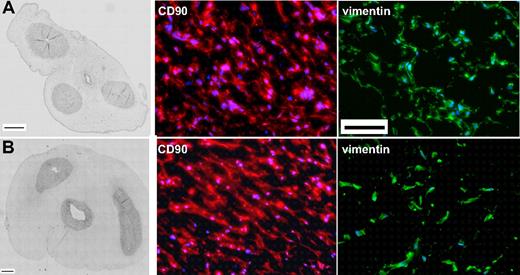 Figure 1. Comparison of human and porcine umbilical cords. While differing in overall diameter, cross sections of miniature swine (A) and human (B) umbilical cord tissue share anatomic similarities (hematoxylin and eosin stain; scale bar = 1 mm). In addition, immunohistochemical staining for CD90 (red) and vimentin (green) expression, markers that identify both pig and human UTCs in culture, indicates that these cells are found in abundance and share phenotypic similarity (DAPI: nuclear counterstain, IHC; scale bar represents 100 μm). See “Immunocytochemistry” for image acquisition information.