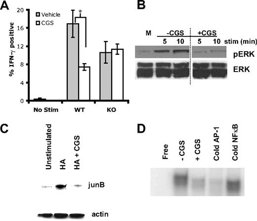Figure 3. A2AR signaling promotes decreases signaling of the Ras-MAP-Kinase pathway. (A) Percentage of A2AR Wt or KO T cells that were IFN-γ positive on rechallenge after incubation with peptide in the absence () or presence () of 1 μM CGS during induction (*P < 0.05). (B) Representative Western blots for phospho-ERK and total ERK (top and bottom, respectively). Activated CD4+, 6.5+ primary T cells were stimulated with anti-CD3+ anti-CD28 in the absence or presence of 1 μM CGS. A vertical line has been inserted to indicate a repositioning of gel lanes from the same experiment. (C) Representative Western blots for junB, and actin (top and bottom, respectively). CD4+, 6.5+ primary T cells were stimulated with HA and irradiated APCs overnight in the absence or presence of 1 μM CGS. (D) Representative EMSA for AP-1. CD4+, 6.5+ primary T cells were stimulated with HA and irradiated APCs overnight in the absence or presence of 1 μM CGS. Data are representative of 3 independent experiments.