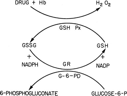 Figure 3. A plausible series of reactions that could explain the lack of resistance of G6PD-deficient red cells to oxidative stress. The interaction of drugs with red cells produces hydrogen peroxide, either directly or by way of reactive oxygen species. Glutathione removes the peroxide through the glutathione peroxidase reaction and continues to do so as long as the oxidized glutathione formed is able to be reduced through the glutathione reductase reaction. The latter reaction, requiring continual reduction of NADP to NADPH, is dependent on the G6PD reaction and fails in red cells deficient in this enzyme. (Reprinted from Beutler68 with permission from FASEB.)