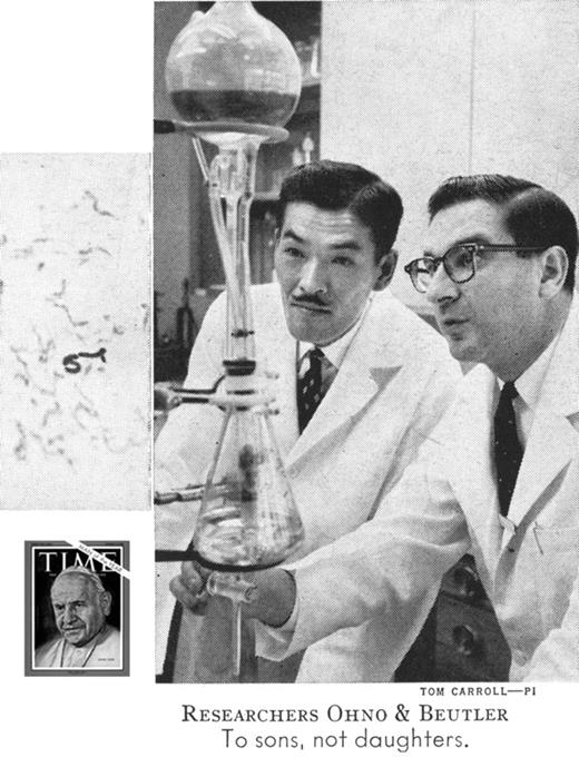 Figure 5. The author and Dr Susumo Ohno (left), whose original observations of the morphology of the mammalian X-chromosome provided the author with the idea that only one of the 2 X-chromosomes was active, the other undergoing inactivation in early embryogenesis. This photograph was taken in my laboratory at the City of Hope Medical Center and published in Time Magazine, January 4, 1963, to accompany a feature article entitled, “Research Makes It Official: Women Are Genetic Mosaics.” The insert shows the hyperchromatic X-chromosome of a female. The photographer paid no heed to the author's insistence that the burette with which we are posed had nothing to do with X-inactivation.