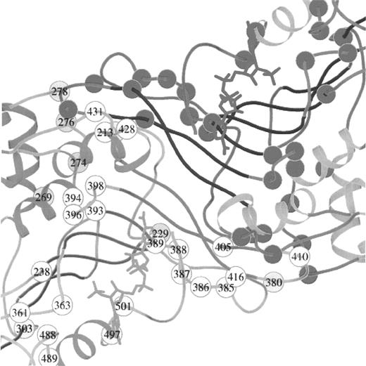 Figure 7. The region of the human G6PD molecule in which the subunits form contacts. The numbers indicate the amino acids that are altered to produce type I variants, those that cause hereditary nonspherocytic anemia. Two subunits are shown. The NADP bound by one subunit is shown in orange; the other NADP is shown in purple. (Courtesy Drs Margaret Adams, Sheila Gover, and Shannon Au.)