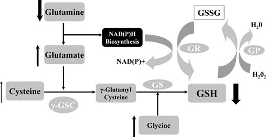 Figure 3. Alterations in erythrocyte glutathione (GSH) metabolism in SCD. Normal GSH metabolism: GSH is a potent antioxidant responsible for maintaining cellular redox balance. GSH is synthesized from the amino acids glutamate, cysteine (the rate-limiting substrate), and glycine. Metabolism is catalyzed sequentially by 2 cytosolic enzymes, γ-glutamylcysteine synthetase (γ-GSC) and glutathione synthetase (GS). This pathway occurs in virtually all cells, including erythrocytes, although hepatocytes are the major producer and exporter of GSH. Glutamate and cysteine are catalyzed by γ-GSC to γ-glutamyl-cysteine, which is metabolized to GSH through the actions of GS. GSH is directly oxidized to GSSG during scavenging of free radicals. It is also enzymatically oxidized by glutathione peroxidase (GPx) during the reduction of hydrogen peroxide and other peroxides. GSSG is then reduced and recycled back to GSH by the NADPH-dependent glutathione reductase (GR). During NADH and NADPH biosynthesis, glutamine is converted to glutamate. Although this is a process independent of GSH synthesis, the byproduct of this reaction is used as a substrate for GSH synthesis, while providing the essential co-enzyme for the recycling of GSH from GSSG by NADPH-dependent glutathione reductase.1,9,10 Alterations in GSH metabolism in SCD: Arrows indicate increased substrate and decreased GSH concentrations within the erythrocyte of patients with SCD. Despite more than adequate substrate, including cysteine, the rate-limiting amino acid for GSH production, GSH levels are very low in sickle erythrocytes. Further aberrations in GSH metabolism occur in patients with PH. Most notable is the erythrocyte glutamine depletion that occurs in patients with PH, compared with healthy volunteers and SCD patients without PH, while glutamate levels (significantly higher in SCD patients without PH compared with controls) begin to trend down in SCD patients with PH. Erythrocyte glutamine concentration and the glutamine:glutamate ratio inversely correlate with Doppler echocardiography tricuspid regurgitant jet velocity, a clinical marker of early mortality in SCD.26
