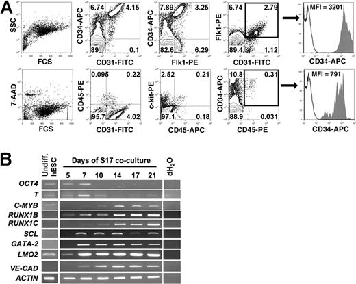 Figure 1. Expression of hESC surface antigens and gene transcripts during stromal cell–mediated differentiation. (A) Flow cytometric analysis of hESCs differentiated on S17 stromal cells for 14 days demonstrates distinct populations of CD34bright cells that costain with both CD31 and Flk1, and CD34dim cells that coexpress CD45. Arrow shows histogram of CD34 expression (CD34-APC, shaded) of regions showing CD31+Flk1+ (top panel) and CD45+ (bottom panel) hESC-derived cells after 14 days of differentiation. Isotype control is shown in open histograms. Mean fluorescence intensity (MFI) of CD34 expression is indicated and demonstrates substantially higher CD34 expression in the CD34brightCD31+Flk1+ cell population compared with the CD34dimCD45+ cell population. (B) RT-PCR analysis of hematopoietic and endothelial gene expression during S17-mediated differentiation of hESCs over a time course, ranging from undifferentiated hESCs to day 21 of differentiation.