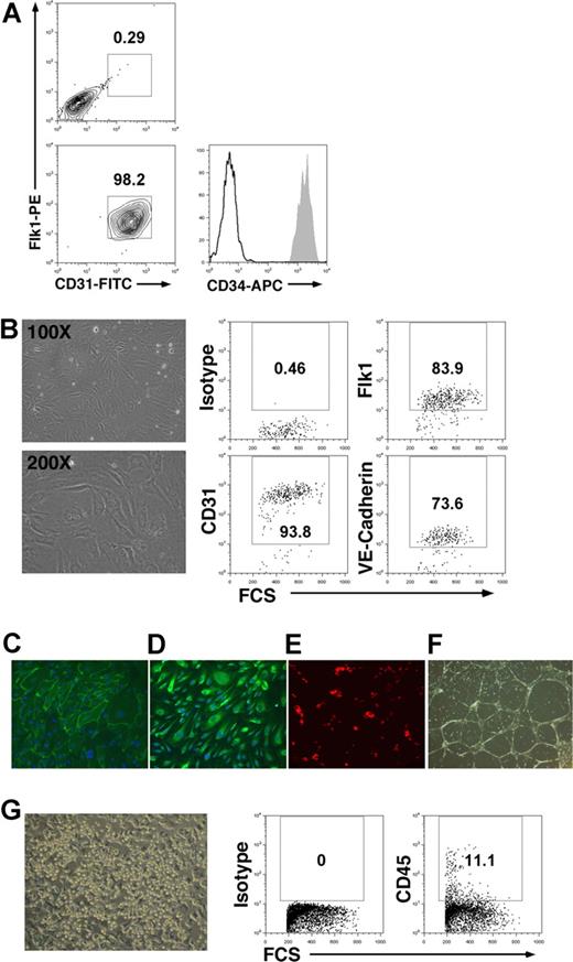 Figure 4. Bipotent differentiation potential of CD34brightCD31+Flk1+ cells. (A) Flow cytometric analysis of hESCs allowed to differentiate on S17 cells for 14 days and sorted for CD31+Flk1+ cells demonstrates high level of CD34 coexpression. (B) Endothelial differentiation of CD34brightCD31+Flk1+ cells in EGM2 medium supplemented with 10 ng/mL VEGF. Brightfield images (magnification: top panel, 100×; bottom panel, 200×) and flow cytometry analysis of cells cultured for 14 days in endothelial differentiation are shown. (C-F) Endothelial cells derived from CD34brightCD31+Flk1+ cells analyzed for expression of (C) CD31, (D) VWF, (E) dil-acLDL uptake, and (F) tube formation. (G) Hematopoietic differentiation of CD34brightCD31+Flk1+ cells by coculture with AFT024 stromal cells in medium supplemented with 10 ng/mL SCF, FL, and Tpo. Flow cytometry after 14 days of culture in hematopoietic differentiation identifies CD45+ hematopoietic cells. Representative image of clusters of hematopoietic-like cells is shown (magnification 100×). Similar results were observed for 3 independent experiments. Brightfield images were acquired on Olympus CKX41 microscope with 2×/0.05, 10×/0.25 PhP, and 20×/0.40 PhP objectives using Olympus DP2 camera. Fluorescent images were acquired with a Zeiss (Thornwood, NY) model Axiovert 200M microscope with a 20×/0.30 Ph1 objective at room temperature and photographed with Axiovision v4.3 (Zeiss). All images were processed using Adobe Photoshop 7.0 (San Jose, CA).