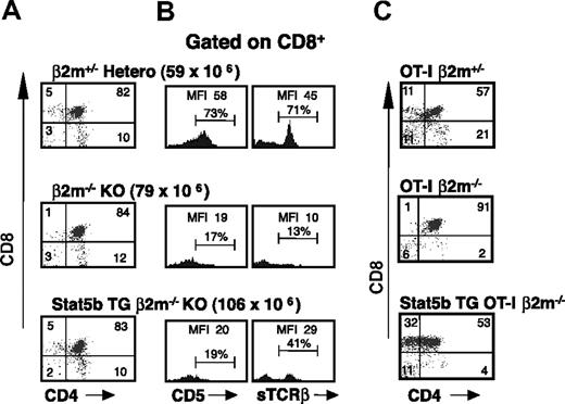 Figure 2. Stat5b-mediated thymocyte expansion in MHC class I–deficient (β2m−/−) mice. (A) Thymic CD4/CD8 profiles of 8-week-old β2m−/− mice with and without the Stat5b transgene. β2m+/− littermates served as controls. Numbers indicate the percentage of cells in each quadrant, and total cellularity is indicated above in parentheses. (B) CD5 and sTCRβ expression on CD8+ SP cells. Numbers indicate the MFI for the CD8+ SP population as well as the percentage within the gated region. The expanded CD8+ SP population is immature, as evidenced by fewer sTCRβhi and CD5hi cells when compared with WT heterozygous controls. (C) Thymic CD4/CD8 profiles of 10-week-old β2m−/− mice expressing the ova-specific MHC class I–restricted OT-I TCR transgene. The Stat5b transgene-mediated expansion of CD8+ cells in MHC class I (β2m−/−)–deficient mice is enhanced by coexpression of the TCR transgene. OT-I TG/ β2m+/− littermates served as controls. Numbers indicate the percentage of cells in each quadrant. Representative data are shown from 1 of 5 similar experiments involving a total of 27 Stat5b TG/β2m−/− and 20 β2m−/− mice.