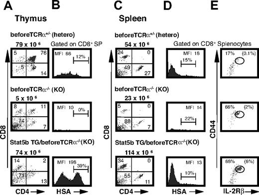 Figure 4. Stat5b-mediated thymocyte and splenic expansion in pre-TCRα−/− mice. (A) Thymic CD4/CD8 profiles of 10-week-old pre-TCRα−/− mice with and without the Stat5b transgene, with pre-TCRα+/− serving as controls. Numbers indicate the percentage of cells in each quadrant, and total cellularity is indicated above each dot plot. (B) HSA surface expression on CD8+ SP thymocytes in pre-TCRα−/− mice. Numbers indicate the MFI for the CD8+ SP population as well as the percentage within the gated region. (C) Splenic CD4/CD8 profiles from the same mice. Numbers indicate the percentage of cells in each quadrant, and total cellularity is indicated above each dot plot. (D) HSA staining on CD8+ splenocytes. Numbers indicate the MFI for the CD8+ SP population as well as the percentage within the gated region. (E) CD44/IL-2Rβ profile gated on CD8+ T cells. The CD44hiIL-2Rβhi memory population are expanded in Stat5b TG/pre-TCRα−/− mice. Numbers indicate percentage of CD44hiIL-2Rβhi memory phenotype CD8+ cells within the gated region, and numbers in parentheses indicate percentage of total splenocytes within gated region. Representative data are shown from 1 of 4 similar experiments involving a total of 8 Stat5b TG/pre-TCRα−/− and 8 pre-TCRα−/− mice.