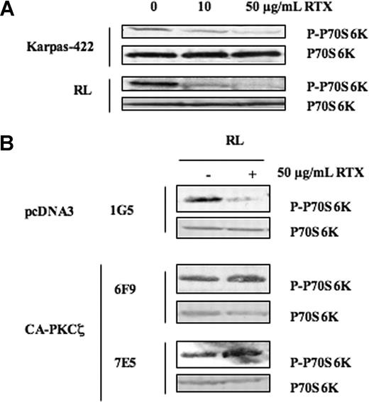Figure 5. Role of PKCζ on mTOR inhibition induced by RTX in FL cell lines. (A) FL cell lines were treated or not with RTX at 10 and 50 μg/mL for 24 hours, and then mTOR activity was evaluated by visualizing p70S6K phosphorylation on Thr389. p70S6K was used as control of protein expression. Results are representative of 3 independent experiments. (B) The effect of PKCζ on mTOR inhibition induced by RTX was evaluated by Western blot using anti–phospho-p70S6K antibody in RL cells stably transfected with pcDNA3 (1G5) or CA-PKCζ (6F9, 7E5) treated with RTX at 50 μg/mL. p70S6K was used as control of protein expression. Results are representative of 3 independent experiments.