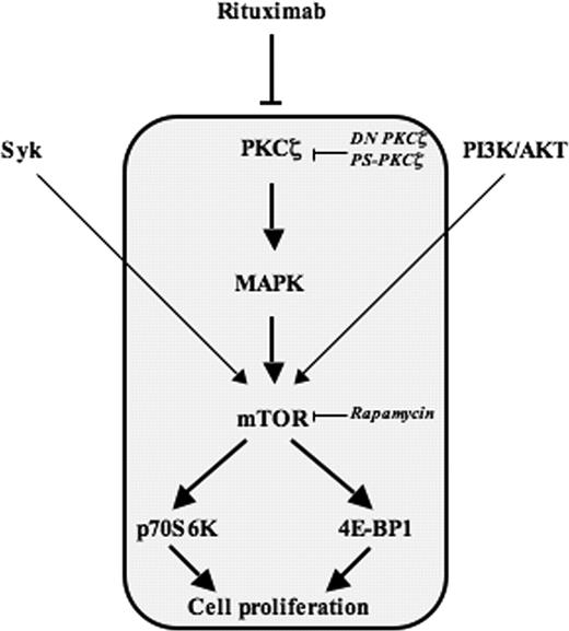 Figure 7. Hypothetical model for mTOR regulation by RTX in FL cells.