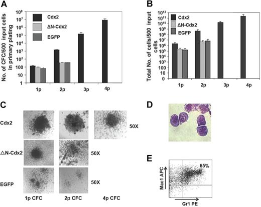 Figure 2. Cdx2 confers self-renewal properties to murine 5-FU BM progenitors. (A) Serial replating capacity of BM progenitors constitutively expressing Cdx2, ΔN-Cdx2, or the empty control vector (EGFP). (B) Yield of cells generated in the serial replating assays of BM progenitors constitutively expressing Cdx2, ΔN-Cdx2, or the empty control vector (EGFP). (C) Morphology of colonies obtained from Cdx2-, ΔN-Cdx2–, and EGFP-expressing BM cells in replating assays. (D) Blast morphology of cells after the fourth replating (May-Grunwald-Giemsa–stained cytospin preparations). (E) Coexpression of the myeloid markers Gr1 and Mac1 on Cdx2+ cells obtained from the fourth round of replating. p indicates plating. Error bars indicate SD.