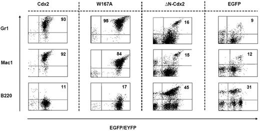 Figure 5. Immunophenotype of cells isolated from the spleens of mice that received transplants. Expression of the myeloid markers Gr1 and Mac1 and the lymphoid marker B220 on cells isolated from the spleen of representative animals that received transplants of BM cells transduced with different constructs as indicated. The proportion of positive cells within the EGFP+ or EYFP+ compartment is indicated.