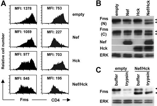Figure 2. Nef reduces surface expression of Fms in 293 cells and increases intracellular gp130Fms, in the presence of Hck. (A) In the left panels, parental 293 cells were transfected with the Fms plasmid, alone or in combination with the plasmid for Nef (CD8-Nef) or Hck (IRES-EGFP), and then stained with PE-labeled anti-Fms. In the right panels, 293 cells stably expressing CD4 were transfected with the indicated plasmids and stained with PE-labeled anti-CD4. These cells were costained with APC-labeled anti-CD8, and the data for cells positive for both CD8 and EGFP are shown. The MFI of the expression of Fms or CD4 is indicated. (B) As in panel A, parental 293 cells were transfected with the Fms plasmid, alone or in combination with the plasmid for Nef or Hck. Total cell lysate was prepared and subjected to Western blotting with antibodies against the N-terminal portion of Fms (N), the C-terminal portion of Fms (C), Hck, Nef, or ERK. (C) 293 cells stably expressing Fms were cotransfected with Nef and Hck (Nef/Hck), or transfected with empty vectors (empty), and then treated with trypsin or control buffer. Total cell lysate was prepared and subjected to Western blotting with antibodies against the C-terminal portion of Fms or ERK. (B,C) The ERK blot is a loading control. The ◀ indicate the position of gp150Fms or gp130Fms.
