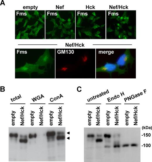 Figure 3. gp130Fms appearing in 293 cells coexpressing Nef/Hck is Golgi-localized underglycosylated Fms. (A) 293 cells stably expressing Fms were transfected with the control CD8 plasmid (empty) or CD8-Nef plasmid (Nef). Similarly, 293 cells stably coexpressing Fms and Hck were transfected with the control CD8 plasmid (Hck) or CD8-Nef plasmid (Nef/Hck). These cells were stained with anti-Fms antibody (top panels). In the bottom panels, 293 cells stably coexpressing Fms and Hck were transfected with CD8-Nef and costained with anti-Fms antibody (green), anti-GM130 antibody (red), and DAPI (blue). (B) 293 cells stably expressing Fms were cotransfected with Nef and Hck (Nef/Hck), or transfected with empty vectors (empty). The total cell lysate was subjected to Fms Western blotting directly (total) or after pull down with WGA-agarose or Con A–agarose. The arrowheads indicate the position of gp150Fms or gp130Fms. (C) Total cell lysate prepared as in panel B was subjected to Fms Western blotting directly (untreated) or after treatment with endo-β-N-acetylglucosaminidase H (Endo H) or peptide-N-glycosidase F (PNGase F).