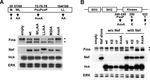 Figure 4. Activation of Hck by Nef is essential but not sufficient for accumulation of gp130Fms. (A) The Nef mutants used (M20A, WL/AA, AxxA, and LL/AA) are schematically shown. All the constructs are CD8-Nef chimeras. 293 cells stably expressing Fms were cotransfected with wild-type Hck and the plasmid indicated, and then analyzed for the expression of Fms, Nef, Hck, or ERK by Western blotting. (B) Schematic representations of Hck and the mutants used. KE is the kinase-dead form, whereas AxxA and YF are the constitutive-active forms.14 293 cells stably expressing Fms were transfected with empty vectors (empty), Nef plasmid (Nef), or the indicated Hck plasmid (“w/o Nef” lanes), or cotransfected with wild-type Nef and the indicated Hck plasmid (“with Nef” lanes). Then, the transfected cells were analyzed for the expression of Fms, Nef, Hck, or ERK by Western blotting. (A,B) The ERK blot is a loading control. The ◀ indicate the position of gp150Fms or gp130Fms.