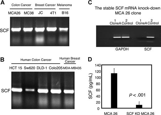 Figure 1. Expression of SCF by various murine and human tumor cell lines from multiple tissue origins and establishment of SCF-silenced tumor clones. (A) SCF expression in various murine tumor cell lines (colon cancer: MCA26, MC38; breast cancer: JC, 4T1; melanoma: B16). (B) SCF expression in various human tumor cell lines (colon cancer: HCT15, SW620, DLD-1, Colo205; breast cancer: MDA-MB435). Total RNAs were prepared from the murine and human tumor cell lines and SCF mRNA expressions were analyzed by RT-PCR. (C) SCF expression in SCF-silenced MCA26 clone and in control mock-transfected clone. Multiple stable SCF knockdown and mock-transfected control MCA26 clones were established as described in “Methods.” RNAs were prepared from representative clones and SCF expressions were analyzed by RT-PCR. (D) The protein expression of SCF in mock-transfected control and SCF-silenced MCA26 clones. Cell lysates were prepared and SCF concentration was measured by ELISA.