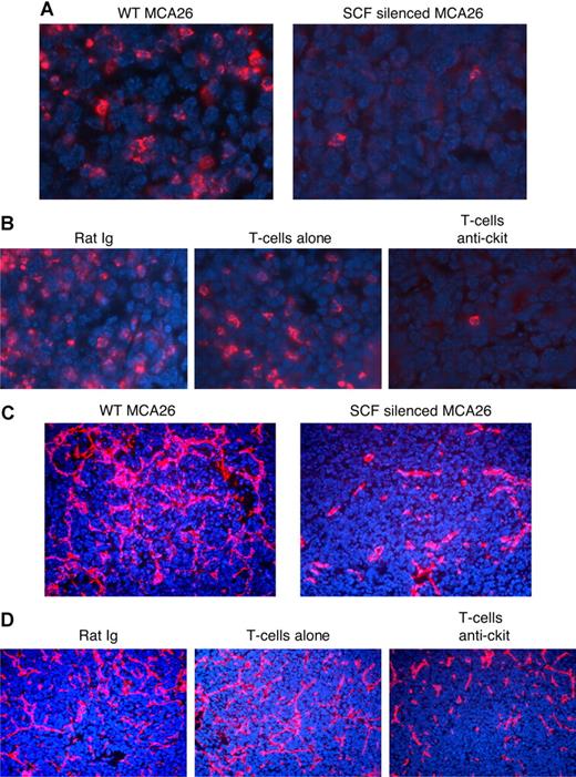 Figure 5. Blockade of SCF/ckit pathway by the use of anti-ckit antibody or SCF knockdown of tumor cells results in decreased infiltration of MDSCs in tumor tissue and decreased tumor angiogenesis. (A) Immunostaining of Gr-1+ cells in wild-type versus SCF-silenced MCA26 tumor tissues. (B) Immunostaining of Gr-1+ cells in tumor tissues from HA-MCA26 tumor-bearing mice that were injected with rat Ig (left), 5 × 106 HA-TCR T cells (middle), or 5 × 106 HA-TCR T cells and anti-ckit (right). (C) Immunostaining of CD31+ cells in wild-type versus SCF-silenced MCA26 tumor tissues. (D) Immunostaining of CD31+ cells in tumor tissues from HA-MCA26 tumor-bearing mice that were injected with rat Ig (left), 5 × 106 HA-TCR T cells (middle), or 5 × 106 HA-TCR T cells and anti-ckit (right). Slides were viewed with a Leica DM RA2 fluorescent microscope (Leica Microsystems, Wetzlar, Germany) using an HC PLAN APO lens at 63×/1.32 (A,B) and 40×/0.85 (C,D) and Klear Mount medium (GBI, Mukilteo, WA). Images were acquired using a Hamamatsu ORCA-ER digital camera (Minneapolis, MN) Model C4742-80-12AG, and were processed with Openlab version 5.02 (Improvision, Waltham, MA) and Adobe Photoshop version 7.0 software (Adobe Systems, San Jose, CA).