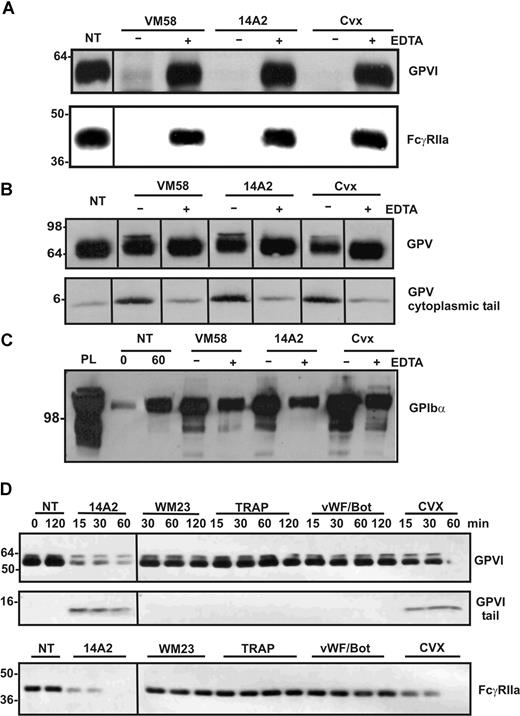 Figure 1. Ligands of ITAM-containing receptors, FcγRIIa or GPVI, induce shedding of these receptors from platelets. Washed human platelets were resuspended in Tyrode buffer and either not treated (NT) or treated with FcγRIIa ligands, VM58 or 14A2 (2 μg/mL, final concentration), or with the GPVI ligand, convulxin (Cvx; 0.5 μg/mL, final concentration) for 1 hour, in the presence (+) or absence (−) of EDTA (10 mM, final concentration). Platelets were isolated by centrifugation and lysed in Triton X-100 buffer as described in “Proteolysis of platelet receptors.” Immunoblots of (A) full-length GPVI (top) and FcγRIIa (bottom) detected using anti-GPVI mAb (6B-12) or anti-FcγRIIa tail antiserum, respectively; (B) full-length and cleaved GPV in platelet lysates detected by using anti-GPV tail IgG; and (C) soluble GPIbα present in supernatant fractions detected by using anti-glycocalicin IgG. (D) Timecourse analysis of levels of platelet proteins in response to treatment by 14A2, WM23, TRAP, VWF/botrocetin, or convulxin, using antibodies directed against the cytoplasmic tail of GPVI and FcγRIIa. Blots were visualized using HRP-conjugated secondary antibodies and ECL. Vertical lines have been inserted to indicate a repositioned gel lane. All lanes within each figure came from the same experiment and the same gel/Western blot.