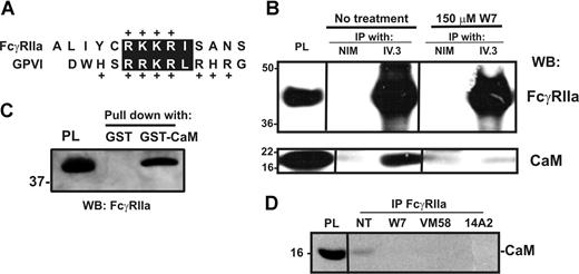 Figure 2. Calmodulin associates with the cytoplasmic tail of FcγRIIa. (A) The cytoplasmic tail of human FcγRIIa contains a membrane-proximal, positively charged amino acid sequence analogous to the calmodulin-binding sequence in human GPVI. Identical residues or conservative substitutions are highlighted. (B) Pull-down from human platelet lysates with GST alone or GST-calmodulin (GST-CaM) in the presence of 1mM Ca2+. Proteins were captured with glutathione-Sepharose and immunoblotted by using an anti–FcγRIIa tail antiserum. Platelet lysate (PL) was run as a control lane. (C) Washed platelets were untreated or treated with W7 (150 μM, final concentration) for 1 hour in the presence of EDTA, then platelets were lysed and immunoprecipitated with nonimmune mouse (NIM) IgG or anti-FcγRIIa mAb, IV.3. Immunoprecipitates were captured on protein A/G-Sepharose and analyzed by Western blotting with anti–FcγRIIa tail antiserum (top panel) or anti–calmodulin mAb (bottom). (D) Levels of calmodulin associated with FcγRIIa after treatment of washed platelets with W7, 14A2, or VM58 were assessed by immunoprecipitation using a polyclonal antibody against the FcγRIIa extracellular domain, followed by Western blot with an anti–calmodulin antibody. All Western blots were visualized with HRP-conjugated secondary antibodies and ECL. Vertical lines have been inserted to indicate a repositioned gel lane. All lanes within each figure came from the same experiment and the same gel/Western blot.