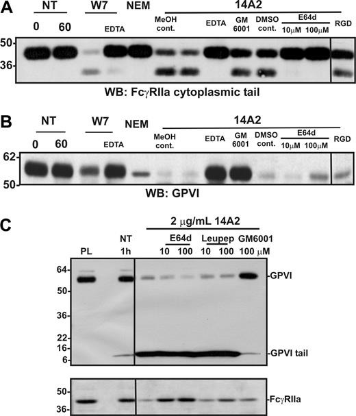 Figure 3. Ligand-mediated activation of FcγRIIa leads to activation of both a metalloproteinase and a calpain-like protease in platelets. Washed human platelets were resuspended in Tyrode buffer and either not treated (NT) or treated with W7 (150 μM, final concentration), NEM (2 mM), or 14A2 (2 μg/mL) for 1 hour. Some samples also contained EDTA (10 mM), GM6001 (100 μM), E64d (10-100 μM), GRGDSP peptide (RGD; 1 mM), or methanol (MeOH) or DMSO vehicle controls. Levels of (A) GPVI and (B) FcγRIIa in platelet lysates were assessed by Western blotting with anti-GPVI (6B-12) or anti–FcγRIIa tail antiserum. Blots were visualized using HRP-conjugated secondary antibodies and ECL. (C) Platelets were treated with 14A2 in the presence of either membrane-permeable (E64d) or membrane-impermeable (leupeptin) inhibitors of calpain, or GM6001 (100 μM, final concentration). Levels of full-length FcγRIIa and full-length and cytoplasmic tail remnant of GPVI were assessed by Western blotting with anti–FcγRIIa tail antiserum or anti–GPVI tail IgG. Vertical lines have been inserted to indicate a repositioned gel lane. All lanes within each figure came from the same experiment and the same gel/Western blot.
