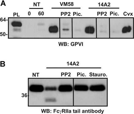 Figure 4. Inhibition of ITAM-associated signaling molecules or cytoplasmic calpain blocks loss of FcγRIIa from platelets. Washed human platelets were resuspended in Tyrode buffer and either not treated (NT) or treated with 2 μg/mL (final concentration) of either VM58 or 14A2, or 0.1 μg/mL convulxin (Cvx) for 1 hour. Some samples also contained PP2 (10μM), piceatannol (30 μg/mL), or staurosporine (10 μM) as indicated. Levels of (A) GPVI fragment in supernatants or (B) FcγRIIa in platelet lysates was assessed by SDS-PAGE and Western blotting using anti–GPVI mAb (6B-12) or anti–FcγRIIa tail antiserum, respectively. PL indicates platelet lysate, containing full-length GPVI for reference. Vertical lines have been inserted to indicate a repositioned gel lane. All lanes within each figure came from the same experiment and the same gel/Western blot.