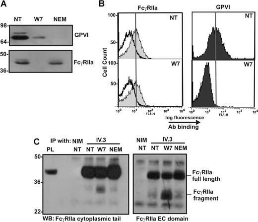 Figure 5. The cleaved form of FcγRIIa is detectable by immunoprecipitation and Western blot but not by flow cytometry. Washed human platelets were left untreated (NT) or treated with (final concentrations) 150 μM W7 or 10 mM NEM for 2 hours. Platelets were fixed and (A) lysed then analyzed for levels of GPVI and FcγRIIa by Western blot, or (B) stained with nonimmune mouse IgG (empty histogram in FcγRIIa panel), anti–FcγRIIa antibody IV.3, or anti–GPVI mAb, 1G5, and secondary FITC-labeled antibodies were then analyzed by fluorescence-activated cell sorting (FACS). The vertical line in each histogram indicates the mean fluorescence intensity in untreated platelets stained with each antibody. (C) Non-treated (NT) platelets or platelets treated with 150 μM W7 or 10 mM NEM for 2 hours were pelleted and lysed then mixed with 10 μg of either nonimmune mouse IgG (NIM) or IV.3. Immune complexes were captured and assessed by SDS-PAGE and Western blotting with anti–FcγRIIa tail antiserum or anti–FcγRIIa extracellular (EC) domain IgG.