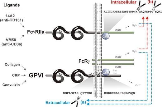 Figure 7. Scheme showing ITAM-mediated proteolytic pathways for irreversible inactivation of platelet receptors. Binding of ligands to either FcγRIIa (14A2 or VM58) or GPVI/FcRγ (collagen, CRP, or convulxin) activates both (a) extracellular metalloproteinase-mediated ectodomain shedding of GPVI,12 and (b) intracellular calpain-mediated cleavage of FcγRIIa, resulting in deletion of the ITAM domain. Both pathways are also induced by the calmodulin inhibitor, W7, which dissociates calmodulin from the cytoplasmic domain of GPVI and FcγRIIa.