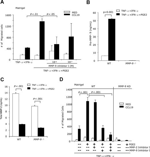 Figure 5. PGE2 promotes BM-DC chemotactic migration through Matrigel in an MMP-9–dependent manner. (A) CD11c+ DCs were treated with IFN-α + TNF-α with or without PGE2 (10−6 M), in the presence or absence of MMP-9 inhibitor I for 48 hours. DCs (105 cells in 0.1 mL) were placed in the upper Transwell chambers precoated with Matrigel (70 μg). The bottom chambers were filled with serum-free medium with or without CCL19 (100 ng/mL). Following incubation at 37°C for 4 hours, the migrating cells were collected from the lower chambers and counted by FACS (60-second counts). (B,C) DCs generated from wild-type (WT) FBV/NJ or MMP-9–deficient mice were treated with IFN-α + TNF-α with or without PGE2 (10−6 M) for 48 hours. The amounts of pro–MMP-9 (B) and total MMP-2 (C) were quantified by ELISA. (D) DCs generated from wild-type (WT) FBV/NJ or MMP-9–deficient mice were treated with IFN-a + TNF-α with or without PGE2 (10−6 M), in the presence or absence of the MMP-9 inhibitor I (10−6 M) or MMP-2 inhibitor I (10−5 M) for 48 hours. The cells were placed in the Transwell upper chambers precoated with Matrigel. The bottom chambers were filled with serum-free medium with or without CCL19 (100 ng/mL). After 5 hours of incubation at 37°C, the migrating cells were collected from the lower chambers and counted by FACS (60-second counts). Data are representative of 3 independent experiments.