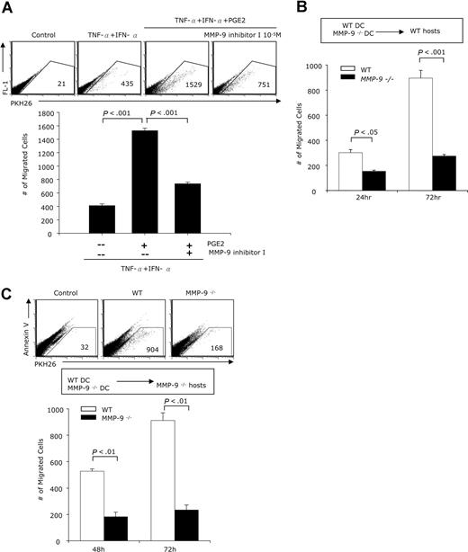 Figure 6. In vivo migration of PGE2-treated DCs is MMP-9 dependent. (A) DCs generated from B10.A mice were treated with IFN-α + TNF-α with or without PGE2 (10−6 M), in the presence or absence of the MMP-9 inhibitor I (10−5 M) for 48 hours. DCs were collected and labeled with the PKH 26 red fluorescence dye. Two groups of B10.A mice (n = 5) were preinjected with 40 ng TNF-α subcutaneously in the footpads of each of the hind legs. Twenty-four hours later the mice were inoculated with DCs (1 × 106 cells in 60 μL, subcutaneously in the footpads) as follows: mice in group I received untreated DCs in the right leg, and TNF-α + IFN-α–treated DCs in the left leg; mice in group II received TNF-α + IFN-α + PGE2–treated DCs in the right leg and TNF-α + IFN-α + PGE2 + MMP-9 inhibitor I in the left leg. The draining popliteal lymph nodes were harvested 48 hours later, and the numbers of labeled cells were determined by FACS. Results are expressed as numbers of fluorescent cells per 100 000 lymph node cells. (B) DCs generated from WT (FBV/NJ) or MMP-9–deficient mice were treated with IFN-α + TNF-α + PGE2 for 48 hours. Following labeling with the PKH 26 red fluorescence dye, 1 × 106 DCs were injected subcutaneously in the footpads of WT mice (n = 10). The mice were preinjected with TNF-α as described. Each mouse received WT DC in the right leg and MMP-9–deficient DCs in the left leg. Five mice were killed 24 hours later, and the rest were killed 72 hours after the DC inoculation. The number of labeled cells in the draining popliteal lymph nodes was determined by FACS. (C) DCs generated from WT (FBV/NJ) or MMP-9–deficient mice were treated with IFN-α + TNF-α with or without PGE2 and injected into 2 groups (n = 5) of MMP-9–deficient mice. Each mouse in group I received WT DC treated with IFN-α + TNF-α in the right leg and WT DC treated with IFN-α + TNF-α + PGE2 in the left leg. Mice in group 2 received MMP-9–deficient DCs treated with IFN-α + TNF-α in the right leg and MMP-9–deficient DCs treated with IFN-α + TNF-α + PGE2 in the left leg. All mice were killed 48 hours later; draining lymph node cells were collected and stained with Annexin V and the numbers of labeled cells in the Annexin V–negative population were determined by FACS. Results are expressed as numbers of PHK26+ cells per 100 000 cells.