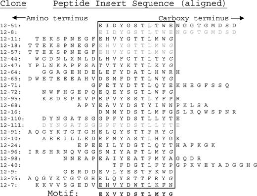 Figure 1. Peptide sequences binding to patient 12's paraprotein. The peptide inserts in the phage library are 20 amino acids long. The sequences are aligned by their consensus residues, which are enclosed within the boxes. The fact that so many consensus sequences are immediately adjacent to the carboxy terminus (right-hand side) of the peptide insert indicates that the next (invariant) amino acid is likely identical to the native sequence. Otherwise, the consensus sequences should have been randomly positioned within the peptide insert. For that reason, we included the next amino acid on the carboxyl side (glycine, G) as part of the consensus sequence. Glycines that are part of the invariant carboxy terminus are italicized (G).