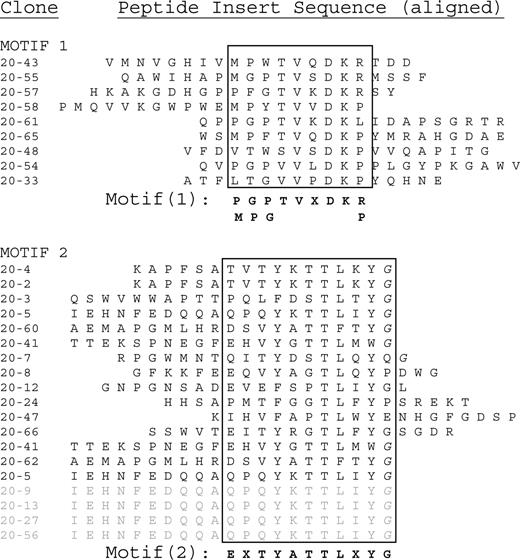 Figure 2. Peptide insert sequences binding to patient 20's paraprotein. The sequences at the bottom of motif 2, from phage clones 20-5 until 20-56, are independent clones having the exact same sequence. These redundant sequences are shaded in gray. This sequence was weighted as only one entry when calculating the dominant motif in MEME.