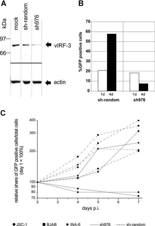 Figure 2. Knock-down of vIRF-3 expression in JSC-1 cells by retroviral shRNA is associated with reduced proliferation. KSHV+ JSC-1 cells as well as KSHV− BJAB and INA-6 cells were transduced with VSV-G pseudotyped retrovirus harvested from the supernatant of transfected GP2–293 cells and kept under puromycin selection for up to 7 days. Data from 3 independent experiments are shown. (A) Western blot performed using monoclonal antibody against vIRF-3 (3G7). JSC-1 cells were harvested 3 days after transduction with retroviral shRNA expression constructs or mock treatment. Equal amounts of total cell protein (5 × 105 cells) were loaded per lane and separated on 8% discontinuous SDS-PAGE. Expression of sh976 targeted at vIRF-3 resulted in an about 80% reduction of vIRF-3 expression. Expression of actin, however, remained unchanged. (B) Expansion of vector-carrying cells as quantified via EGFP expression analysis by FACS; the percentage of EGFP-expressing cells was determined 24 hours and 4 days after retrovirus transduction. Cells were maintained in media containing puromycin. Cells transduced with retroviral vector and thus EGFP+ and puromycin resistant continued to proliferate in the case of sh-random (left). However, when vIRF-3 expression was knocked down by sh976, the percentage of EGFP+ transduced cells in the culture declined despite puromycin selection (right). (C) PEL cells (2 independent experiments represented by 2 pairs of dotted lines with ● and 2 solid lines with ●), BJAB cells (■), and cIRF-4+ INA-6 cells (*) were transduced with retroviral particles expressing sh976 targeted at vIRF-3 (solid lines) or nonsense shRNA (interrupted lines). Cells were kept under puromycin selection and the relative growth of EGFP-expressing cells was monitored for 7 days by FACS analysis. Whereas JSC-1 cells transduced with nonsense shRNA–expressing retrovirus continued to grow under puromycin selection (● connected by dotted lines), JSC-1 cells expressing the shRNA targeted at vIRF-3 failed to expand (solid lines with ●). The KSHV− cell lines BJAB and INA-6 were used as a control (■ and *, respectively). BJAB and INA-6 cells continued to proliferate with both nonsense (■ or * and continuous lines) and shRNA (■ and * and dotted lines). p.i. indicates postinfection.