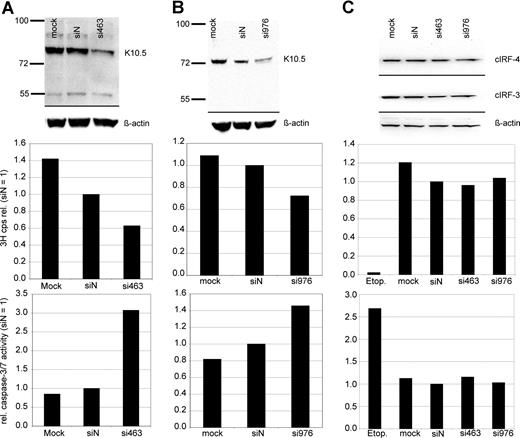 Figure 3. Reduction of PEL cell proliferation and induction of caspase activity by transient knock-down of vIRF-3 expression. JSC-1 cells were transfected with synthetic RNA oligonucleotides directed against vIRF-3 (panel A, si463; panel B, si976), nonsense siRNA (siN), or mock-transfected (mock) and cultured for 2 days. The KSVH− cIRF-4 expression–positive myeloma cell line INA-6 was included as a control (C). At 2 days after transfection, two-thirds of the cells were harvested for both analysis of vIRF-3 expression by Western blot and enzymatic assay of caspase-3/7 activity. 3H-thymidine was added to the remaining cells, and proliferation was measured via 3H incorporation into DNA 24 hours later. Transfection of synthetic siRNAs resulted in 47% (panel A top) or 40% (panel B top) knock-down of vIRF-3 protein by si463 or si976, respectively. This was associated with a reduction of 3H-thymidine incorporation into DNA by 37% (panel A middle) or 28% (panel B middle), respectively. Reduced 3H-thymidine incorporation was accompanied by a pronounced increase of caspase-3/7 activity (panels A,B bottom). Expression of both cIRF-3 and cIRF-4 was not altered by any of the siRNAs in INA-6 cells (C). Cell proliferation and caspase-3/7 activity remained unchanged in these KSHV− cells, whereas apoptosis could be effectively induced by etoposide treatment (etop.).