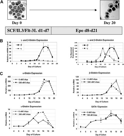 Figure 1. 5-azacytidine increases γ-globin and decreases β-globin mRNA levels. (A) The in vitro differentiation system used in this research. (B) γ- and β-globin steady-state mRNA levels during in vitro differentiation. The first panel shows RNA levels on the same scale. The second panel shows mRNA levels normalized to the maximal expression for each mRNA to emphasize the different time courses of expression. (C) Effects of daily 300 nM 5-Aza on steady-state mRNA levels for the α-, β-, and γ-globin and the GATA-1 genes. CD34+ cells were from different normal donors were used for experiments in panels B and C. Each RT-PCR analysis was performed in triplicate. Error bars represent 1 SD. Microscopy was performed using an Olympus model CHT light microscope (Olympus Optical, Tokyo, Japan). Magnification of Figure 1A was 100× (10×/10×; numeric aperture of the 10× objective was 0.25). Images were acquired with a FujiFilm FinePix A345 digital camera (Fujifilm USA, Valhalla, NY). Images were processed using iPhoto version 6.0.6 (Apple Computer, Cupertino, CA).