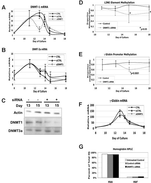 Figure 5. siRNA knock-down of DNMT1 produces decreased γ-globin promoter methylation but no increase in γ-globin mRNA or fetal hemoglobin. siRNA for the DNMT1 gene was transiently transfected into cells on day +11 of in vitro erythroid differentiation. Controls for this experiment were cells from the same initial culture that were treated with a nonspecific siRNA (siCTRL) or underwent mock transfection without siRNA (CTRL). (A) The effect of siRNA treatment on DNMT1 mRNA levels during differentiation as determined by quantitative RT-PCR. (B) The effect of siRNA treatment on DNMT3a mRNA levels. (C) The effect of siRNA treatment on DNMT1 protein levels as determined by Western blotting. β-actin and DNMT3a serve as nonspecific controls. (D) The effect of siRNA treatment on global DNA methylation as determined by bisulfite conversion analysis of LINE elements. Note that for the day 15 control sample no error bars are shown. This is because all 5 sequences, which included a total of 42 individual CpGs, were 100% methylated so the standard deviation for this data point was 0. (E) The effect of siRNA treatment on γ-globin promoter DNA methylation. (F) The effect of siRNA treatment on γ-globin mRNA during differentiation. (G) The effect of siRNA treatment on hemoglobin production as assessed by HPLC analysis of cell lysates at the end of in vitro differentiation. CD34+ cells from a single normal donor were used for this experiment. Error bars represent 1 SD. P values were determined by t test.