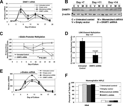 Figure 6. shRNA knock-down of DNMT1 produces decreased γ-globin promoter methylation but no increase in γ-globin mRNA or fetal hemoglobin. Lentiviral vector LL3.7 containing DNMT1 shRNA and GFP sequences was used to transduce differentiating cells on day +5. On day +7 cells expressing GFP were sorted and allowed to differentiate into erythroid cells. Controls for this experiment were cells from the same initial culture transduced with vectors carrying a mismatched version of the DNMT1 shRNA, an empty vector, or cells that were untreated. Effects of DNMT1 shRNA on (A) DNMT1 steady-state mRNA levels during in vitro differentiation, (B) DNMT1 protein levels as determined by Western blot, (C) γ-globin promoter DNA methylation, (D) LINE element DNA methylation, (E) γ-globin steady-state mRNA, and (F) Hb levels as determined by HPLC at the end of differentiation. CD34+ cells from a single healthy donor were used for this experiment. Error bars represent 1 SD. P values were determined by t test.