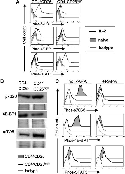 Figure 5. Preferential STAT-5 pathway usage in Tregs predicted resistance to mTOR inhibition. (A) The amount of phosphorylated p70S6, 4E-BP1, and STAT-5 was quantified by phospho-flow analysis within Tconv cells (CD4CD25−, left panel) and Tregs (CD4CD25high, right panel). T cells were isolated after 48 hours of IL-2 (100 IU/mL) stimulation. The amount of phosphorylated protein as measured in MFI increased significantly for p70S6, 4E-BP1 in Tconv (4 vs 172, and 11 vs 94, P < .001), but not in Tregs. MFI for phospho-STAT5 increases in Tregs in response to IL-2 (9 vs 103, P < .001). (B) Total protein expression in naive CD4+CD25high or CD4+CD25− T cells isolated from C57BL/6 mice. Expression of p70S6 and mTOR qA increased in Tregs compared with CD4+CD25− T cells. (C) The amount of phosphorylated p70S6, 4E-BP1, and STAT-5 is quantified by phospho-flow analysis within Tconv cells (CD4CD25−, filled gray histogram) and Treg cells (CD4CD25high, black solid line) both on C57BL/6 background. T cells were isolated after 48 hours of IL-2 (100 IU/mL) and irradiated (30 Gy, γ-irradiation) allogeneic CD11c+ APC (BALB/c) stimulation. The amount of phosphorylated protein as measured in MFI increases significantly more in Tconv compared with Treg for p70S6, 4E-BP1 (343 vs 16, and 1035 vs 10, P < .001) in response to alloantigen and IL-2. Addition of RAPA (10 ng/mL) abrogates phosphorylation of p70S6 and 4E-BP1 (right panel). MFI for phospho-STAT5 remains constant in Tregs when RAPA is added (29 vs 32, NS).