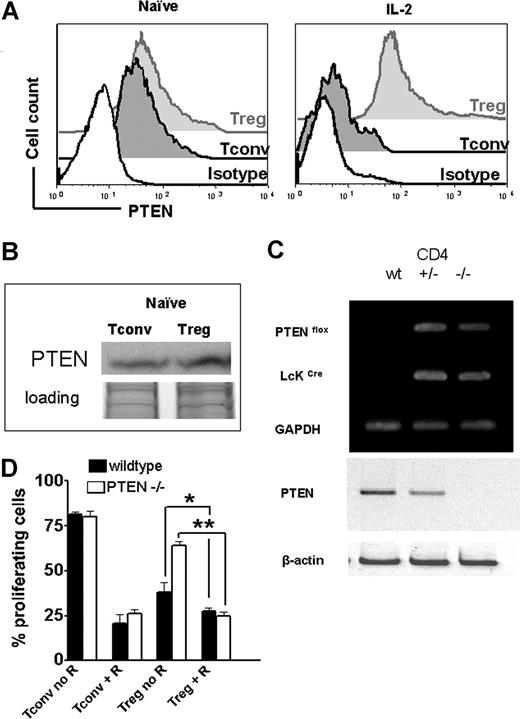 Figure 6. Tregs display high PTEN expression levels during stimulation and PTEN deficiency partially antagonizes resistance of Tregs toward RAPA. (A) Levels of PTEN protein expression are analyzed by FACS for naive (left histogram) or activated (right histogram) Tconv (dark gray-filled histogram) and Tregs (light gray-filled histogram) cells. Activation was by allo-Ag (CD11c+ H-2kd, 30 Gy γ-irradiation) and IL-2 (100 IU/mL) for 48 hours. The black open histogram represents the isotype control. MFI for PTEN is higher in Tregs compared with Tconv after activation (241 vs 82, P < .001). (B) Western blot analysis demonstrates that Treg cells display slightly higher amounts of PTEN protein compared with Tconv cells while both were in the naive state. (C) Specific recombination at the PTEN locus in the presence of Cre is shown by PCR amplification of genomic DNA isolated from CD4 + T cells from Crenegative (+/+), Ptenflox/+Cre+ (+/−), and Ptenflox/floxCre+ (−/−) littermates. Western blot analysis demonstrated absence of PTEN in Ptenflox/floxCre+ (−/−) mice. (D) Percentage of proliferating wild-type () or PTEN-deficient () Tconv or Treg after 48-hour stimulation with (CD11c+ H-2kd, 30 Gy γ-irradiation) and IL-2 (100 IU/mL), in the presence or absence of RAPA (R, 10 ng/mL) as indicated (*P < .05; **P < .01). Proliferation was assessed by serial CFSE dilution.