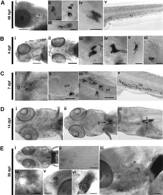 Figure 1. Deployment of Sudan Black-stained granulocytes from embryo to juvenile zebrafish. (A) 48 hpf embryo. (i) Lateral view of the head; the granulocytes are mainly dispersed in the mesenchyme; granulocytes in the yolk sac (ii), head epidermis (iii) and mesenchyme (iv); (v) Lateral view of the tail, where larval hematopoiesis is beginning. (B) 4 dpf larvae, head region. Ventrolateral (i) and ventral (ii) views, showing the increasing number of granulocytes. Examples of granulocytes between 2 cephalic muscle fibers (iii), in the mesenchyme (iv), in the epidermis (note the characteristic actin ridges of the overlying periderm in the lower half of the image) (v), and at the border of a neuromast (vi). (C) 7 dpf larvae. (i) Granulocytes gathered around the pronephric glomerulus (arrow), revealing the beginning of definitive granulopoiesis in the kidney. Granulocytes along the basal lamina of the gut (ii) and the left pronephric duct (iii); (iv) lateral view of the tail showing the growing granulocyte population in the CHT, the site of larval hematopoiesis. (D) 14 dpf larvae. Ventral (i) and dorsal (ii) views of the anterior region; note the paucity of granulocytes in the dorsal head, except most anteriorly around the olfactory pits, and the increasing number of granulocytes in the kidney around the glomerulus (arrow), also visible in lateral view in (iii). (E) 30 dpf juvenile fish. (i) The head kidney (remnant of the pronephros) is now full of granulocytes (arrow). Granulocyte populations in the caudal fin (ii), all over the head (iii), in the gills (iv), in the left olfactory pit (v), and in the head kidney (vi) (left lateral side). e indicates inner ear; ca, caudal artery; g, pronephric glomerulus; k, kidney; m, muscle fiber; op, olfactory pit; pd, pronephric duct; and r, retina. (Scale bars, 10 μm in Ab-d, Bc-f; 20 μm in Cb,c; 100 μm in Aa, Ba,b, Ca, Eb-f.)
