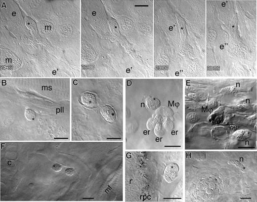 Figure 2. In vivo imaging of neutrophilic granulocytes by video-enhanced DIC microscopy. The nucleus of each neutrophil, whenever visible, is indicated by a black asterisk. (A) 48 hpf: a neutrophil migrating within the epidermis (at this stage still a monolayer). Time is indicated in minutes and seconds. In this 24-minute sequence, the neutrophil moves successively along 3 long epidermal cells (e, e′ and e″), at a mean velocity of 10 μm/min; the worm-like elements visible in these cells are mitochondria. See also Video S1. (B) 50 hpf: a neutrophil with visibly bilobed nucleus in addition to its granules, in contact with a Schwann cell (with white asterisk on its nucleus) wrapped around the posterior lateral line nerve. (C) 48 hpf: 2 neutrophils on the anterior aspect of the pericardium. (D) 50 hpf: still image from Video S2. A neutrophil interacting with a macrophage, itself interacting with 3 dying erythrocytes in the yolk sac circulation valley. (E) 56 hpf: a macrophage that accumulated methylene blue from the outer medium, and 3 granulocytes, in the CHT. See also Video S3. (F) 5 dpf: 2 neutrophils along a blood vessel in the ventral head. (G) 56 hpf: a neutrophil in the mesenchyme along the retinal pigment cell layer. (H) 7 dpf: a neutrophil near a neuromast of the ventral head (white asterisk). n indicates neutrophilic granulocyte; Mφ: macrophage; e-e′-e″, bulk epidermal cells; m, epidermal mucous cell; er, degenerating primitive erythrocytes; pll, posterior lateral line nerve; c, cartilage; mf, cephalic muscle fibers; s, somitic muscle; r, retina; and rpc, retinal pigment cell layer. Scale bars, 10 μm.