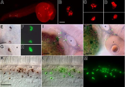 Figure 3. Sudan Black (SB)–stained granulocytes coincide with peroxidase-positive leukocytes in zebrafish embryos. (A-D) At 24 hpf, 10 hours before the first detection of SB-stained granules, Cy3-tyramide based detection of endogenous peroxidase activity already reveals numerous peroxidase-positive leukocytes in the yolk sac (A,C), cephalic mesenchyme (B), and tail (A,D); note the unstained nuclei in panel D. Unlike at later stages, the staining appears concentrated in foci or granules (B,C). In panel A, vertical lines indicate a picture element captured at a slightly different focus. (E-M) 48 hpf embryos; detection of endogenous peroxidase activity with FITC-tyramide followed by the detection of granules with SB demonstrates a perfect coincidence of the 2 stainings. (E-H) High magnification of cells stained with both SB (E,G) and FITC-tyramide (F,H) near the ear. (I,J) Lateral right views of the eye and ear regions. Arrowheads point at the 3 cells shown at higher magnification in (E-H). (K-M) ventral tail (rostral to the left): DIC optics (K), fluorescence (M), and overlay (L). ca indicates caudal artery; e, ear; and r, retina. Scale bars, 15 μm in panels B and E, 40 μm in panel K, and 50 μm in panels I and J.