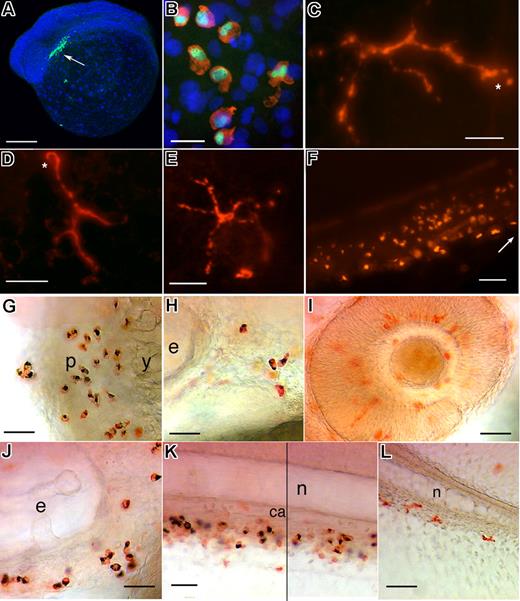 Figure 4. All primitive and larval granulocytes express PU.1. (A) Whole-mount immunodetection of PU.1 with a polyclonal antibody directed against zebrafish PU.1. Left lateral view of a 14-somite embryo counterstained with DAPI, showing the immunostained cells in the rostral-most, “myelopoietic” lateral mesoderm (). At this early stage, the staining is only nuclear. (B) Coimmunodetection of PU.1 (green) and L-plastin (red) in the yolk sac of a 24 hpf embryo; nuclei stained with DAPI. (C-F) Immunostaining for PU.1 at 5 dpf; (C,D) Ramified nongranulocytic myeloid leukocytes in the trunk epidermis; an asterisk points at the nucleus, positioned at one end of the cell; (E) caudal fin; (F) CHT (, rostral end). (G-L) Immunostaining for PU.1 after Sudan Black staining at 48 hpf (G-I, L) and 72 hpf (J, K). All SB+ cells also express PU.1. For example, in the pericardial region (G), posterior (H) and ventral to the ear (J), and in the CHT (K); in panel K, a vertical line separates 2 parts captured at a slightly different focus. The PU.1+, SB cells are probably macrophages, notably in the retina and brain (I). y indicates yolk sac; p, pericardial area; e, inner ear; n, notochord; and ca, caudal artery. Scale bars, 200 μm in panel A, 15 μm in panel B, 20 μm in panels C,G,L, 10 μm in panel D, 5 μm in panel E, and 50 μm in panel F.