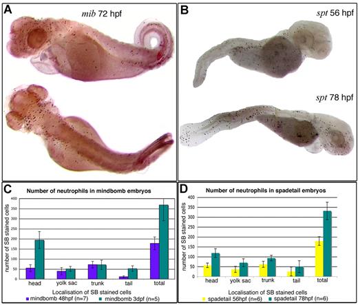Figure 6. Sudan Black (SB)–stained granulocytes in mindbomb and spadetail mutants. (A) Lateral and dorsal views of a 3 dpf mindbomb mutant. Note the accumulation of SB+ cells dorsally in the head. (B) Lateral views of 56-hpf and 78-hpf spadetail mutants. Note the increase in SB+ cells all over the body between the 2 stages, even though these mutants have no circulation in the trunk and tail (but normal circulation in the head, data not shown). At both stages, all SB+ cells in the tail and trunk are superficial (mostly subepidermal); none is in the CHT. (C,D) Histograms showing the number of SB+ granulocytes sorted by their localization throughout the embryo, in mindbomb at 48 and 72 hpf (C) and spadetail at 56 and 78 hpf (D) mutants. In both mutants, the granulocyte population increases 2-fold between the 2 stages examined. Cell numbers for the wild-type siblings are not shown because they are irrelevant to the point examined here.