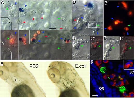 Figure 7. Neutrophils are attracted to infection foci, yet much less phagocytic than macrophages, in zebrafish larvae. (A-D) In vivo observations in a swimming larva injected with red fluorescent E coli in the caudal vein at 52 hpf. Blue, green, and red arrowheads, respectively point at macrophages, neutrophils, and erythrocytes. (A-D) are video-enhanced DIC images, (A′-D′) show the corresponding overlay of DIC and red fluorescence of the bacteria; all images are at the same magnification. (A,A′) 1.5 hours after injection, yolk sac circulation valley: 2 macrophages, one of which loaded with methylene blue, have already phagocytosed many bacteria, whereas 2 neutrophils nearby are free of them; the neutrophil marked by an asterisk at the border of its nucleus is also displayed 45 seconds later in the lower left inset in A, to show its fast motility. The inset in A′ shows 4 more macrophages farther in the valley, 2 of which also loaded with methylene blue. (B,B′): 2.25 hours after injection, CHT (close to the site of bacteria injection): 4 macrophages, one loaded with methylene blue, have phagocytosed many bacteria, whereas a neutrophil among them has none. (C,C′) 2.5 hours after injection, CHT/ventral fin junction: a neutrophil that phagocytosed bacteria; (D,D′) images of the same neutrophil 8 minutes later. In (A,A′,B) thin straight lines indicate picture elements captured at a slightly different focus. (E) SB staining of neutrophils at 3 dpf, 5 hours after microinjection of either PBS or E coli bacteria in the left inner ear. (F) Confocal fluorescence image of a portion of the left ear at 3 dpf, 5 hours after injection of green fluorescent (GFP-expressing) E coli in the ear cavity. After fixation, the peroxidase activity of neutrophils was revealed with Cy3-tyramide (red), then GFP by anti-GFP immunohistochemistry with Alexa Fluor 488 as fluorophore (green), and the nuclei were stained with DAPI (blue). Two macrophages are highlighted by their large amount of phagocytosed bacteria, whereas only some of the recruited neutrophils show a few small bacteria-containing phagosomes. The upper right inset shows a neutrophil in an other focal plane, with 4 obvious such phagosomes. e indicates ear; oe, otic epithelium; and sc, semicircular canal. Scale bars, 10 μm.
