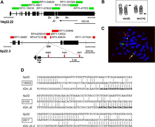 Figure 1. Involvement of ID4 in the translocation, t(6;14)(p22;q32). (A) Diagram showing the location of clones used in the dual-color, dual-fusion FISH probe and breakpoints cloned by LDI-PCR from IGHJ6 segments. (B) Partial G-banded karyotype showing normal and derived copies of chromosomes 6 and 14. The normal copies of each chromosome are on the left and the rearranged copies are denoted by arrows showing the breakpoints. (C) Metaphase chromosomes hybridized with clones RP11-377N20 (Spectrum green) and RP3-498I24 (Spectrum red). Two red/green fusion signals are shown, one located on the normal chromosome 6 (red arrow) and the other on the derived chromosome 6 (yellow arrow). A red signal is seen on the derived chromosome 14 (green arrow) indicating that the breakpoint is located within RP3-498I24 close to ID4. Image was acquired by staining with DAPI (Vector Laboratories, Burlingame, CA), with a Zeiss Axioskop microscope (Zeiss, Welwyn Garden City, United Kingdom) fitted with a 100× oil objective, a CCD camera (Applied Imaging, Newcastle, United Kingdom), and MacProbe image acquisition version 4.3 software (Applied Imaging). (D) Nucleotide sequences of the ID4-IGHJ junctions. Vertical lines show nucleotide identity. IGHJ segments are shown in boldface letters. Patient 2817 had an inverted fragment froms IGHJ2-3 prior to IGHJ4 segment.