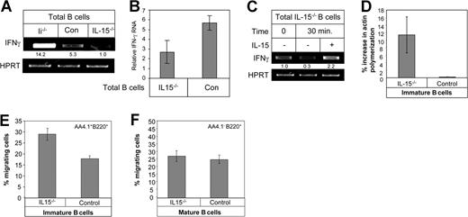 Figure 4. IL-15–deficient B cells produce low levels of IFN-γ. (A) Total B cells from Ii−/− (immature) control (mature) or IL-15−/− (mature) mice were purified. Total RNA was isolated, and RT-PCR was carried out using primers for IFN-γ and HPRT as described in “RNA isolation and reverse transcription.” (B) Total B cells from control (mature) or IL-15−/− mice were purified. Total RNA was isolated, and quantitative real-time PCR was carried out using primers for IFN-γ and HPRT as described in “Quantitative real-time RT-PCR.” (C) Total B cells from IL-15−/− mice were suspended in 5 mL RPMI plus 10% FCS and incubated in the presence or absence of IL-15 (30 ng/mL) for various periods of time, as indicated. RT-PCR using primers for IFN-γ and HPRT was performed. (D) Immature B cells (CD21−, B220+) from control and IL-15−/− mice were purified, and their actin polymerization was analyzed as described in “Cytoskeleton rearrangement.” (E,F) Transwell migration assay. Total cells from control and IL15−/− mice were placed in the upper well of a 24-well transwell plate in the presence or absence of CXCL12 (1 μg/mL). After 4 hours, the total and migrating cells were immunostained: immature (B220+AA4.1+; E); mature (B220+AA4.1−; F), and the percentage of each population was evaluated by FACS analysis. Percentage of migration was calculated as the number of migrating cells in the lower chamber in the presence of CXCL12 minus the number of migrating cells in the lower chamber without CXCL12, as a fraction of the input cells in the upper chamber. The results presented are representative of 3 separate experiments. Error bars represent SD.