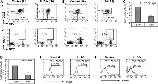 Figure 5. IL-12 regulates in vivo homing of immature B cells. (A-D) Lymphocytes from control and IL15−/− mice from lymph node (A) or spleen (B) were triple stained with anti-B220, anti-CD23, and anti-CD21 (panel Ai and graph in panel C) or anti-AA4.1 and anti-B220 (panel Aii, and graph in panel D). Dot plots show the expression of the various markers on B220+ cells. The results presented are representative of 3 separate experiments. (E) Mice were fed with drinking water containing 1 mg/mL BrdU for 3 days. Cells were collected and stained with FITC-labeled anti-BrdU, anti-B220, and anti-AA4.1 as described in “BrdU labeling of cells,” and were analyzed by FACS. The results show the percentage of BrdU+ cells in the AA4.1+B220+ population. (F) Splenocytes from control and IL-15−/− mice were triple stained with anti-B220, anti-AA4.1, and anti-Annexin. Histograms show the expression of Annexin on B220+ AA4.1+cells. The results presented are representative of 3 separate experiments. Error bars represent SD.