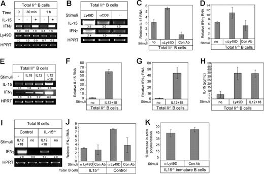 Figure 6. Ly49D, IL-12, and IL-18 stimulation elevates IL-15 transcription. (A) Total B cells from Ii−/− (immature) mice were incubated in the presence or absence of IL-15 (30 ng/mL) for various periods of time, as indicated, and RT-PCR was carried out using primers for IFN-γ, Ly49D, and HPRT. (B) Total B cells from Ii−/− mice (immature) incubated in the presence or absence of anti-Ly49D antibody or an isotype control antibody RT-PCR was carried out using primers for IL-15, IFN-γ, and HPRT. (C,D) Total B cells from Ii−/− mice (immature) incubated in the presence or absence of anti-Ly49D antibody or an isotype control antibody. Quantitative real-time PCR was carried out using primers for IL-15 (C) or for IFN-γ (D). (E) Total B cells from Ii−/− mice (immature) were incubated in the presence or absence of IL-12 (20 ng/mL) and IL-18 (200 ng/mL). RT-PCR was carried out using primers for IL-15, IFN-γ, and HPRT. (F,G) Total B cells from Ii−/− mice (immature) were incubated in the presence or absence of IL-12 (20 ng/mL) and IL-18 (200 ng/mL), and quantitative real-time PCR was carried out using primers for IL-15 (F) or for IFN-γ (G). (H) Total B cells from Ii−/− (immature) mice were incubated overnight in the presence or absence of anti-Ly49D antibody, or IL-12 (20 ng/mL) and IL-18 (200 ng/mL). IL-15 levels in the conditioned medium of the cells was analyzed by ELISA. The results presented are representative of 3 separate experiments. Standard error was calculated. (I) Total B cells from control and IL-15−/− mice were incubated in the presence of absence of IL-12 (20 ng/mL) and IL-18 (200 ng/mL), and RT-PCR was carried out using primers for IFN-γ and HPRT. The results are representative of 3 separate experiments. (J) Total B cells from control and IL-15−/− mice were incubated in the presence or absence of Ly49D, and quantitative real-time PCR was carried out using primers for IFN-γ and HPRT. The results are representative of 3 separate experiments. (K) Purified immature B cells (CD21−, B220+) from IL-15−/− mice were incubated in the presence of anti-Ly49D for 3 hours. After incubation, their actin polymerization was analyzed as described in “Cytoskeleton rearrangement.” Error bars represent SD.